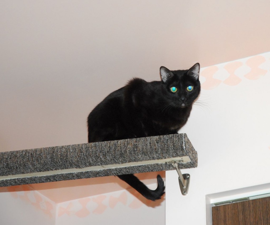 She Thinks She's a Kitten Why Cats Chase their Tails Our Cats' World