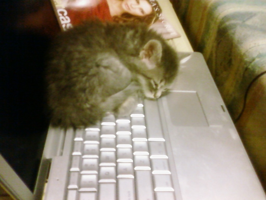 Kali_Kitten_Cats_Like_Computers