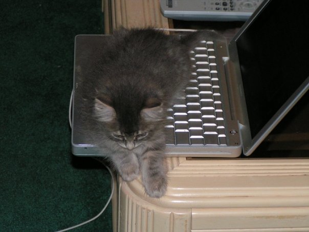 Kali_Older_Cats_Like_Computers