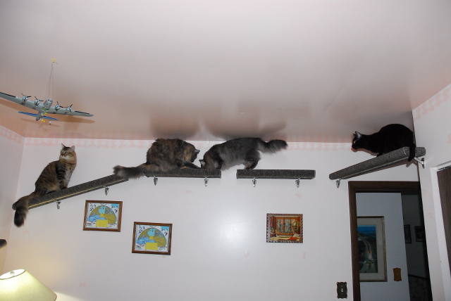 All_4_Cats_Vertical_territory