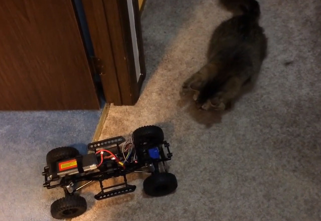 cats_and_rc_vehicles