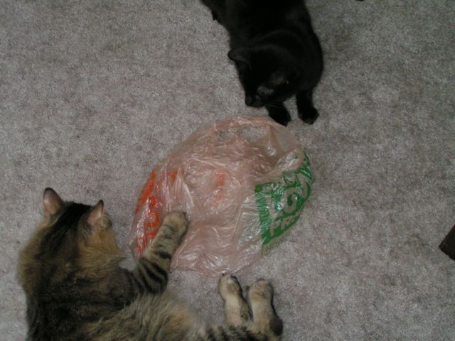Cats_Like_Plastic