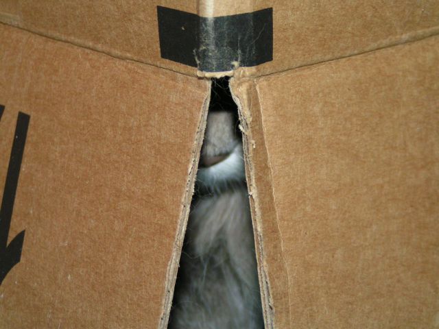 Cats_Like_Boxes_Cat_in_a_Box
