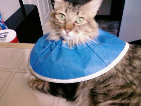 Chase blue collar cone of shame