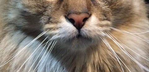 Chase_Cats_Whiskers