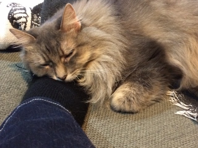 Kali_Cats_Love_Socks_And_Shoes