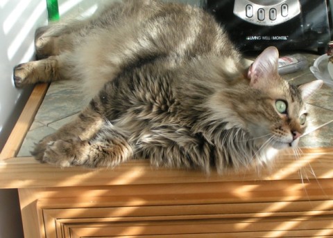 Chase_Blinds_Cats_Like_Sunbeams