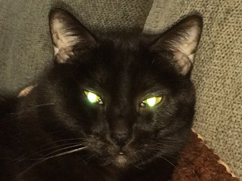 Gizmo_Cats'_Eyes_Glow