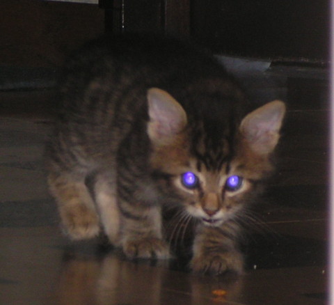 Chase_Kitten_Cats'_Eyes_Glow