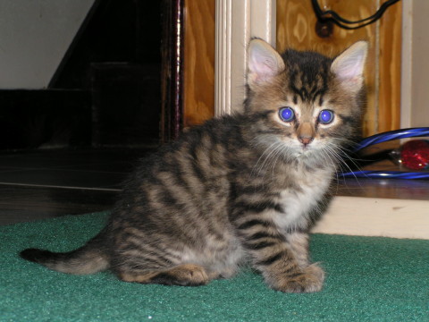 Chase_Kitten_Blue_Eyes_Cats'_Eyes_Glow