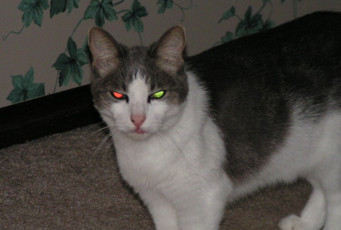 Kitty_Cats_Eyes_Glow