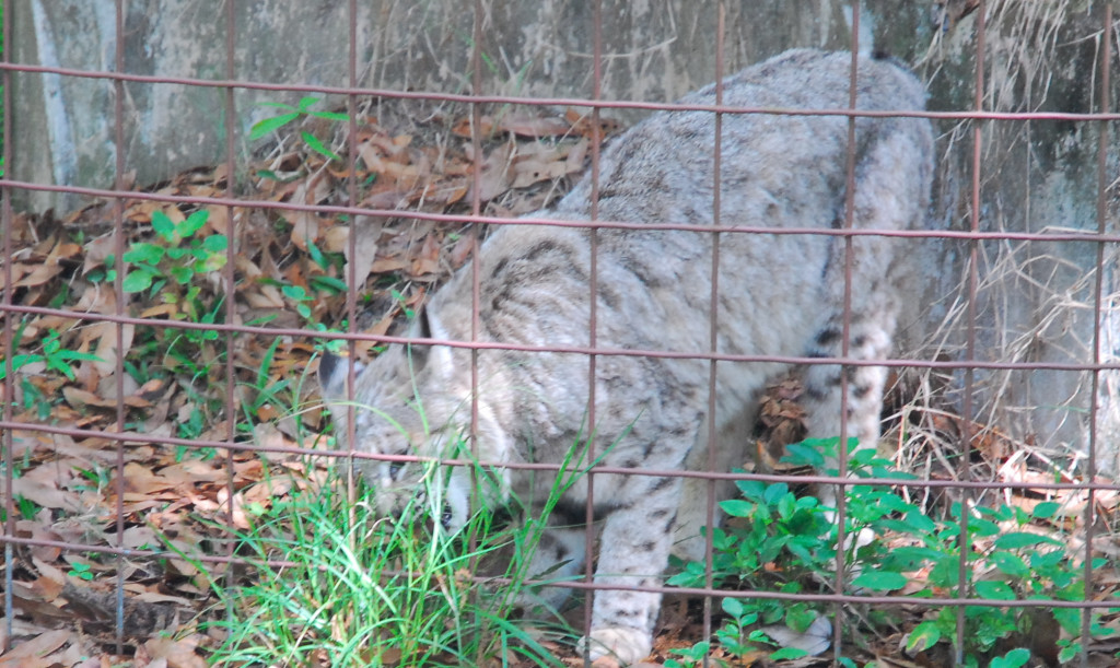 Bobcat_BCR_Cropped_2_Bobcat_Hunting_Ban