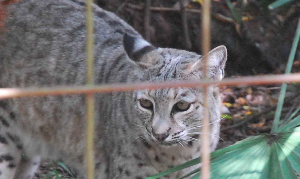 Bobcat_BCR_Cropped_Bobcat_Hunting_Ban