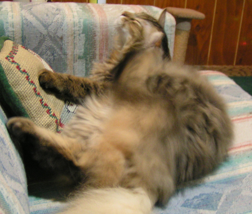 How to Relieve Your Cat’s Dry Skin in Winter Our Cats' World