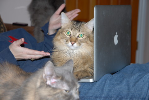 Chase_On_Computer_Crazy_Cat_Lady