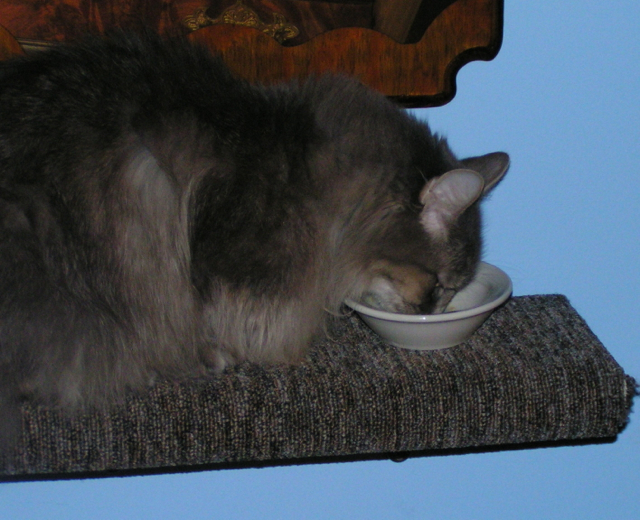 Kali_Eating_Fillers_In_Cat_food