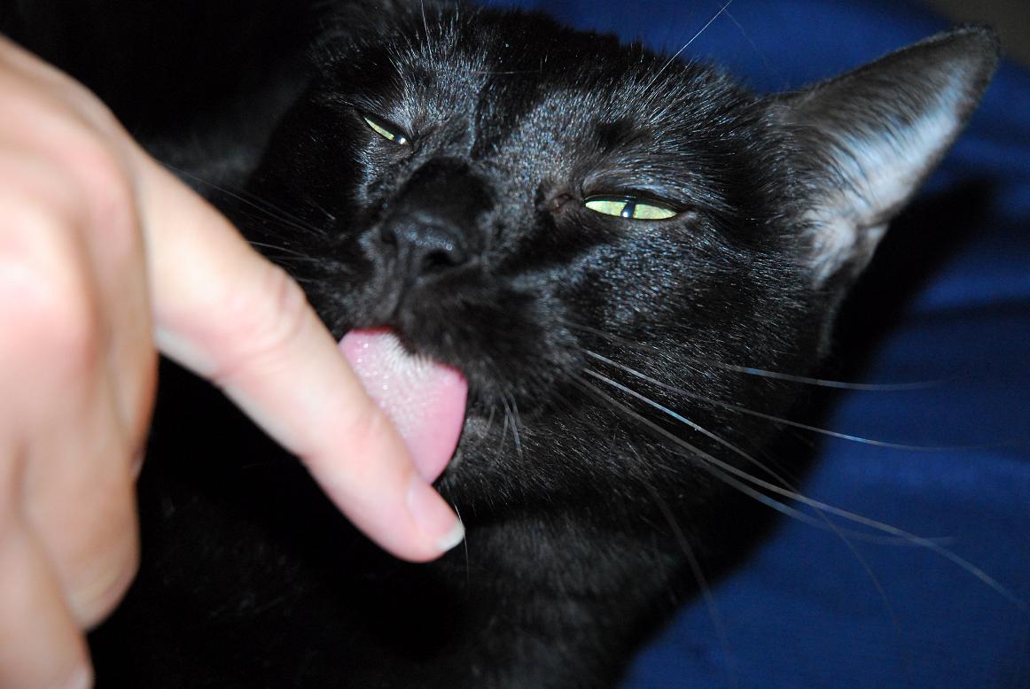 Gizmo cats chew fingers