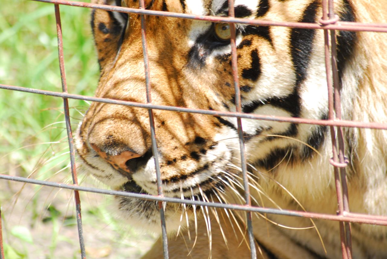 Shere_Khan_BCR_Saving_Wild_Tigers