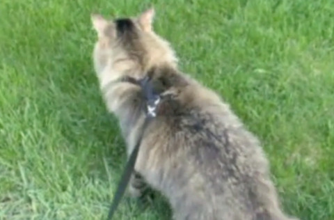 Chase_Leash_1_Leash_Training_Your_Cat