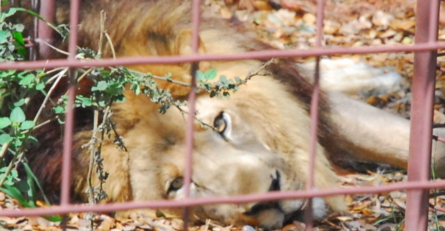 Joseph_The_Lion_Trophy_Hunting_Lions