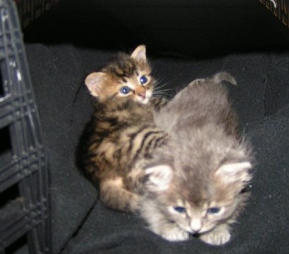 Chase Kali Raising Young Kittens