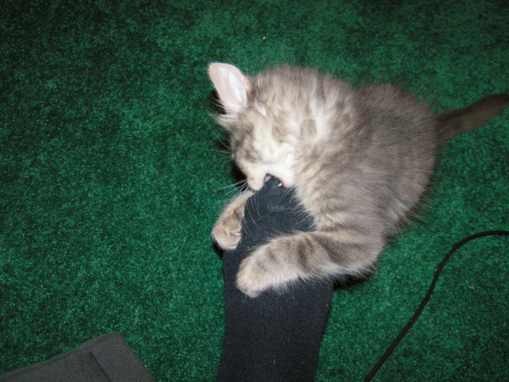 Stopping Play Aggression in Cats Our Cats' World