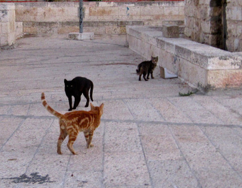 More_Cats_Of_Jerusalem_Israel_Deporting_Cats