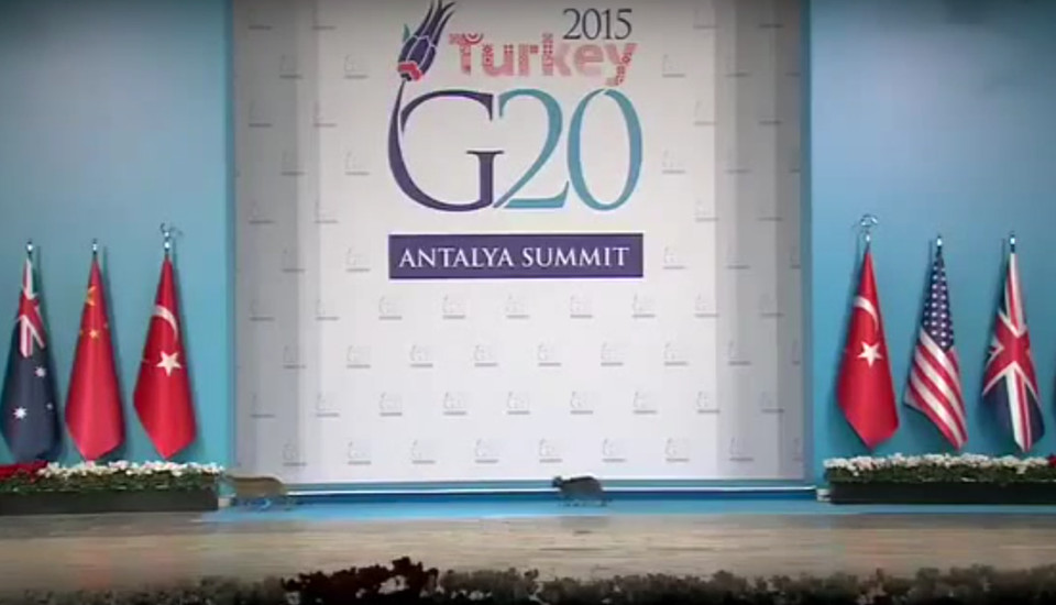 Cats_Crashed_The_G20_Summit