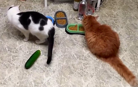 Cats_and_Cucumbers_2
