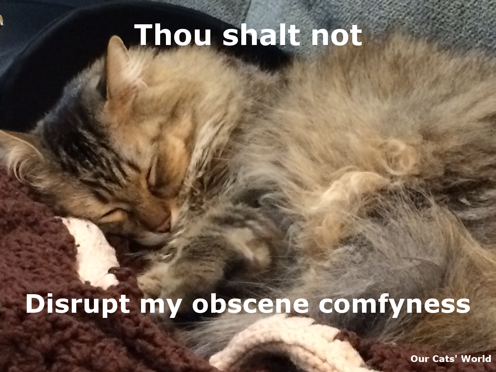 Chase_Cozy_Comfy_Feline_Commandments