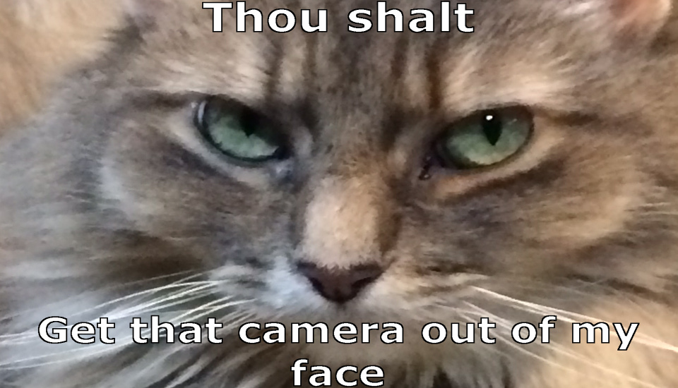 Kali_Cattitude_Feline_Commandment_Featured