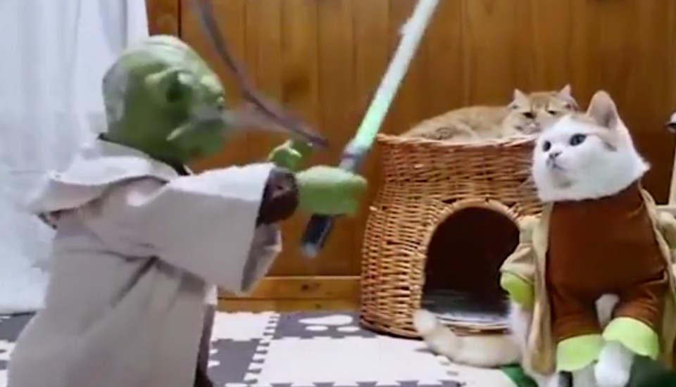 Cats Getting Jedi Training