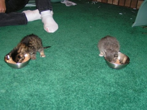 Chase Kali Eating Raising Young Kittens