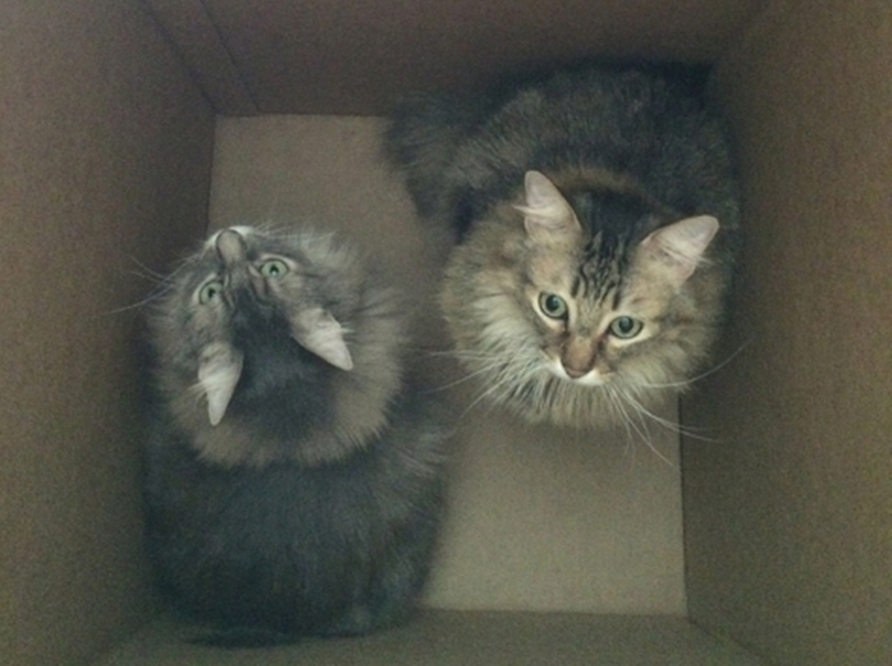 Chase Kali Box (enlarged) cats in boxes