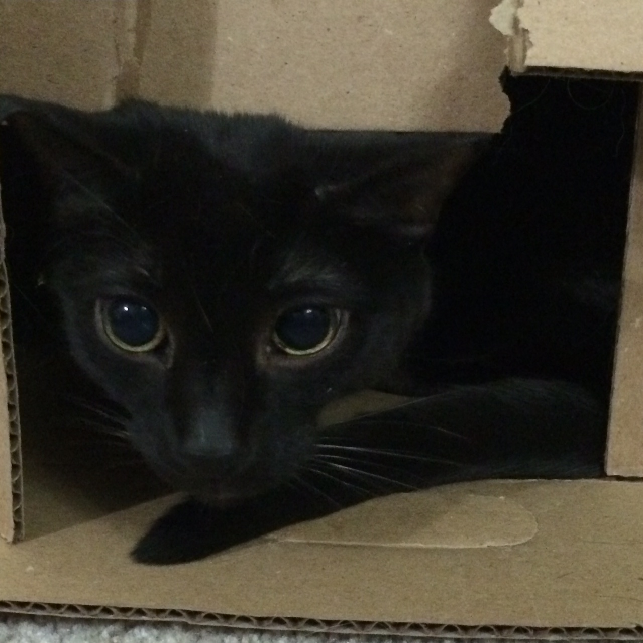 Gizmo Box Glare cats in boxes