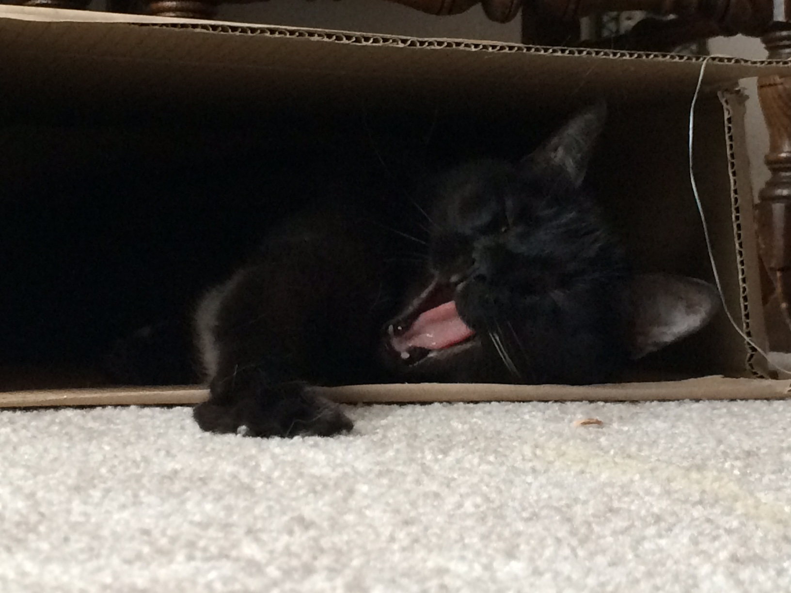 Gizmo Side Box Yawn cats in boxes