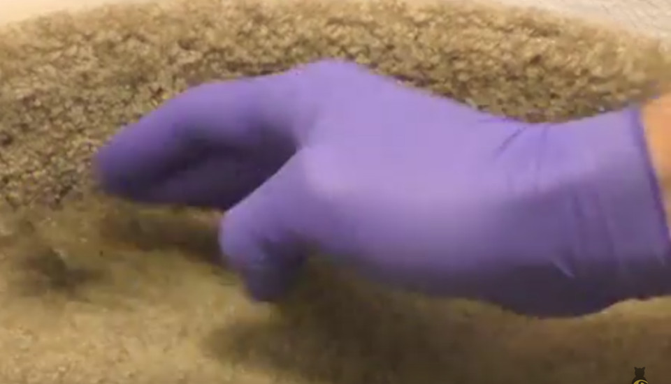 Gloved Hand Cleaning Cat Fur