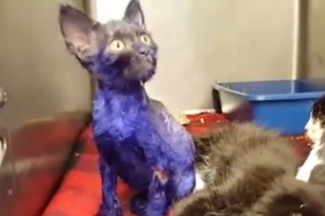 Purple Kitten Chew Toy