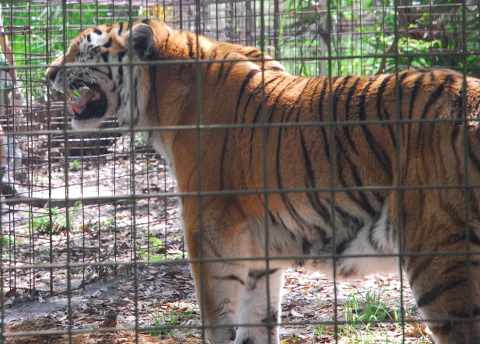 Tiger Stinky Face Big Cats In Circuses