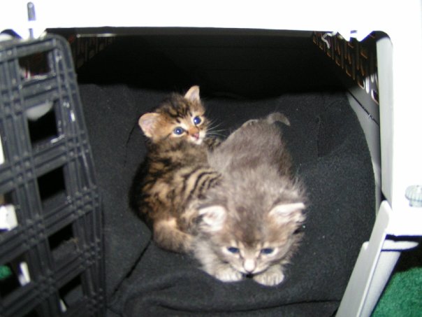Kittens right cat carrier