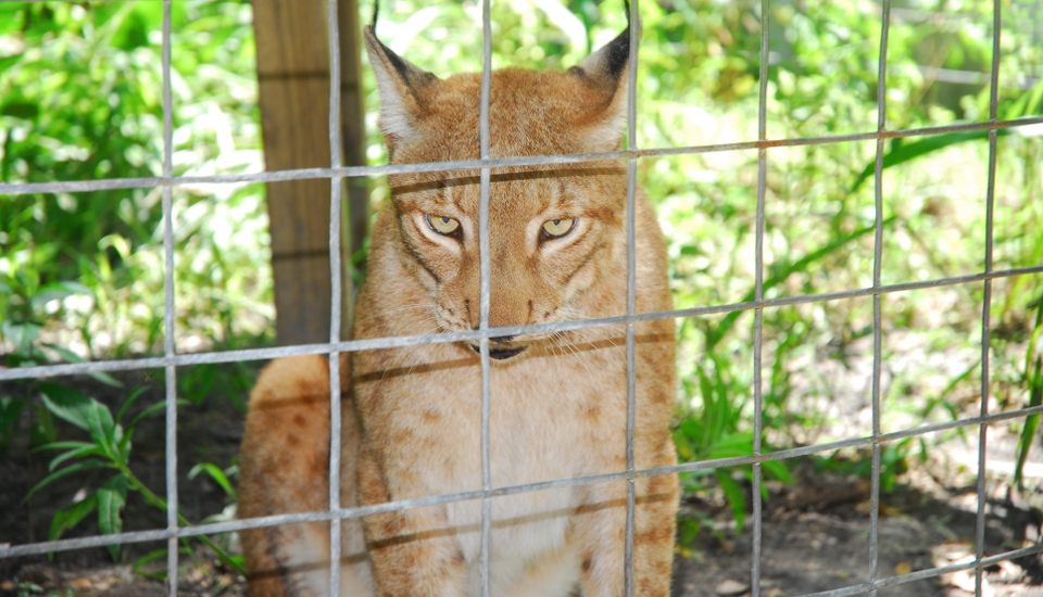 Iberian lynxes