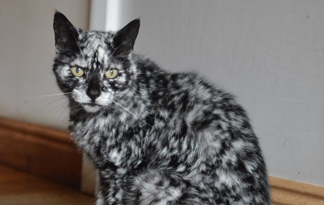 Scrappy Cat With Vitiligo