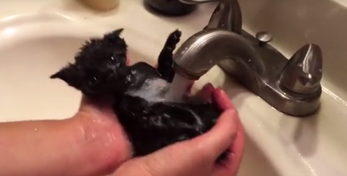 Kitten loves bath time