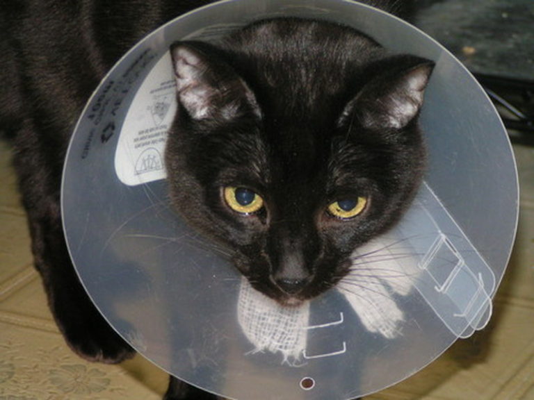 Cone of shame & alternatives Helping your cat deal Our Cats' World