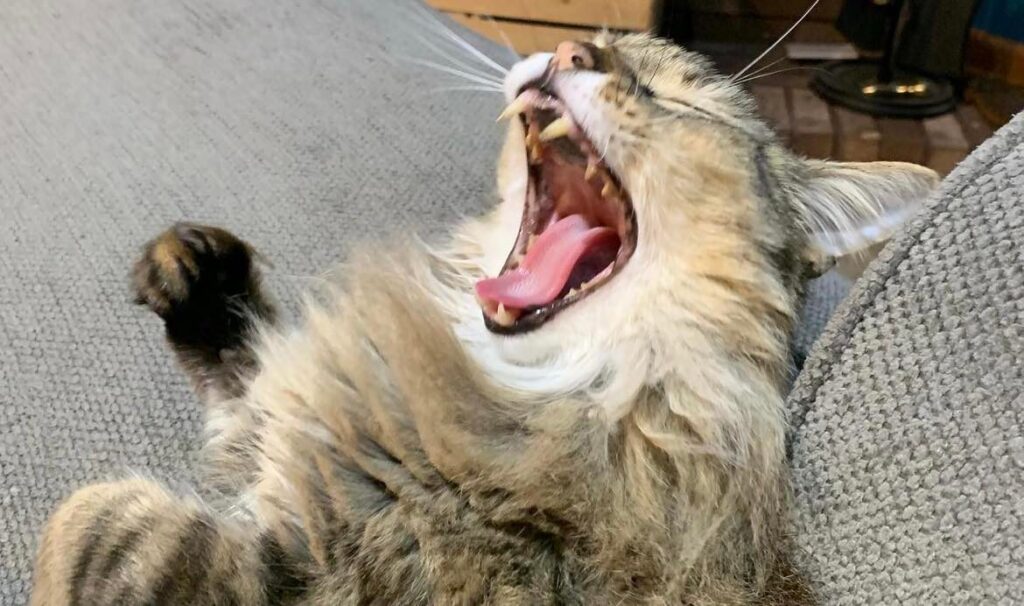 When Your Cat Turns its Back to You, What’s he Saying? Our Cats' World