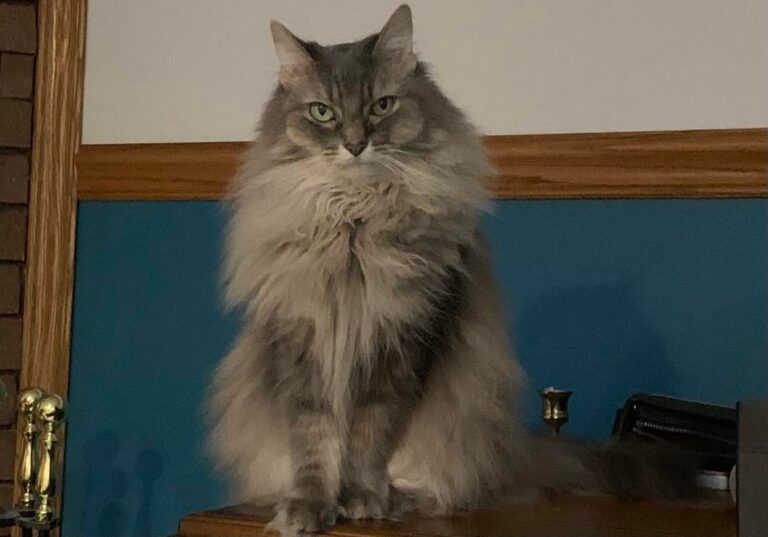 Why do Cats Make ‘Stinky Face’? Our Cats' World