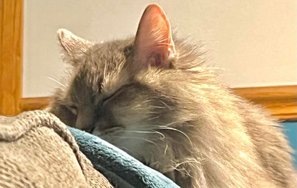 Why do Cats Make 'Stinky Face'? Our Cats' World